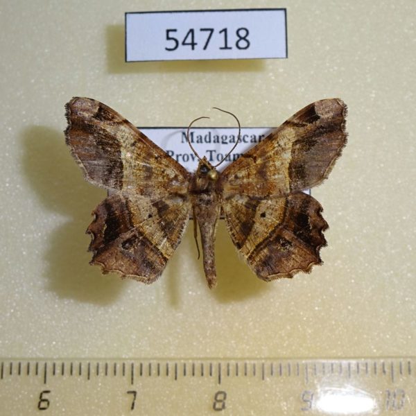 Geometridae Chiasmia sp. crassilembaria Madagascar