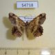 54718p-Geometridae-Chiasmia-sp.-crassilembaria-Madagascar-8