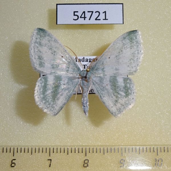 Geometridae Epigelasma meloui Madagascar