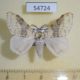 54724p-Lymantridae-Lymantria-griseostriata-Madagascar-9
