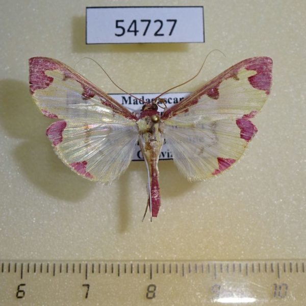 Crambidae Cadarena pudoraria f Madagascar