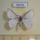 54731p Lymantridae Synclysmus niveus Madagascar $10