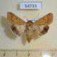54733p-Noctuidae-Helicoverpa-toddi-f-Madagascar-7