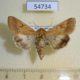 54734p-Noctuidae-Helicoverpa-toddi-f-Madagascar-7