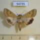 54735p-Noctuidae-Helicoverpa-toddi-Madagascar-7