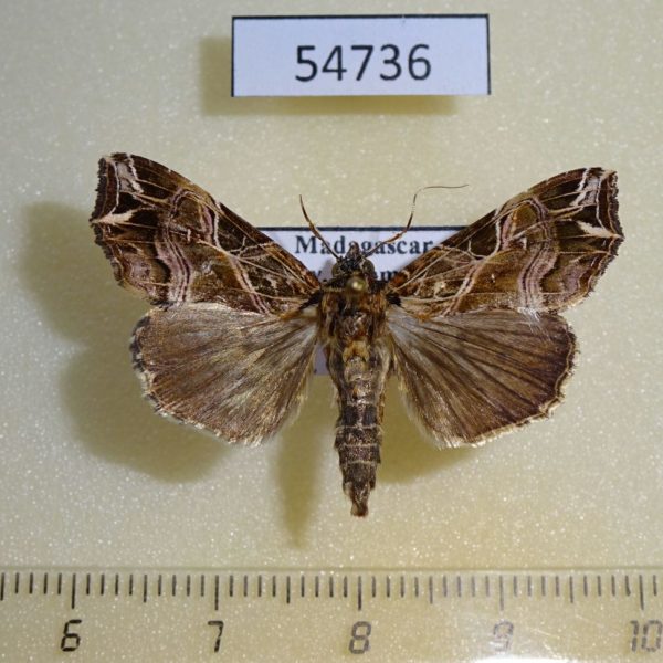Noctuidae Callopistria maillardi Madagascar