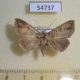 54737p-Noctuidae-sp.-Madagascar-5