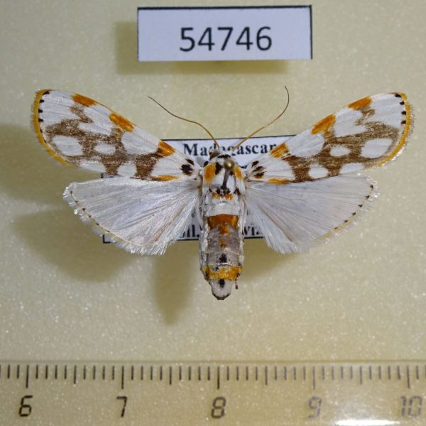 Crambidae Obtusipalpis pardalis f Madagascar
