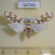 54746p-Crambidae-Obtusipalpis-pardalis-f-Madagascar-8