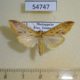 54747p-Crambidae-sp.-Madagascar-8