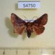 54750p-Limacodidae-Andaingo-ecclesiastica-Madagascar-8