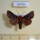 54751p-Limacodidae-Andaingo-ecclesiastica-Madagascar-8