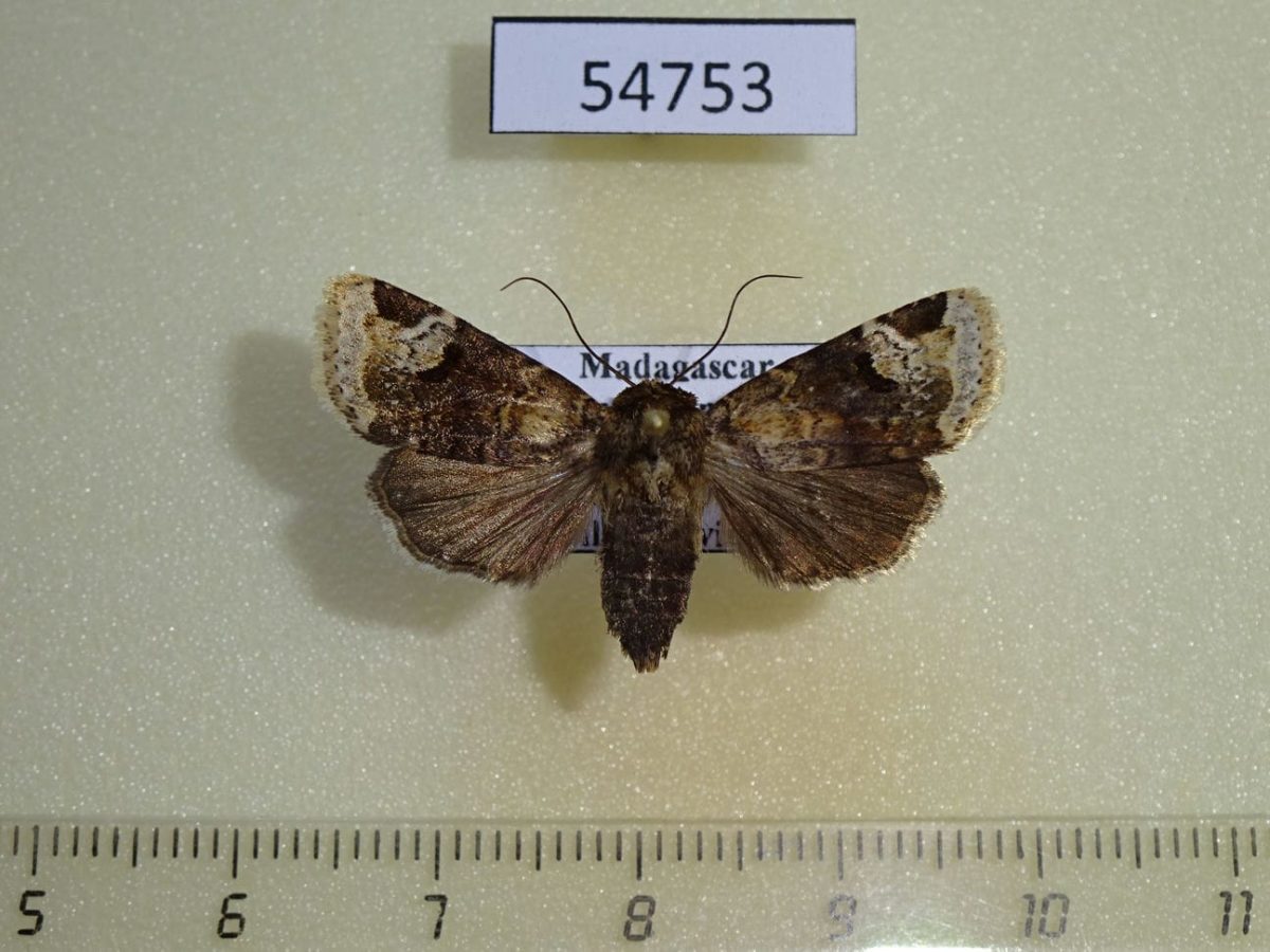 Noctuidae Athetis cryptisirias Madagascar - Fareastinsects