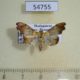 54755p-Crambidae-Agrotera-atalis-Madagascar-4