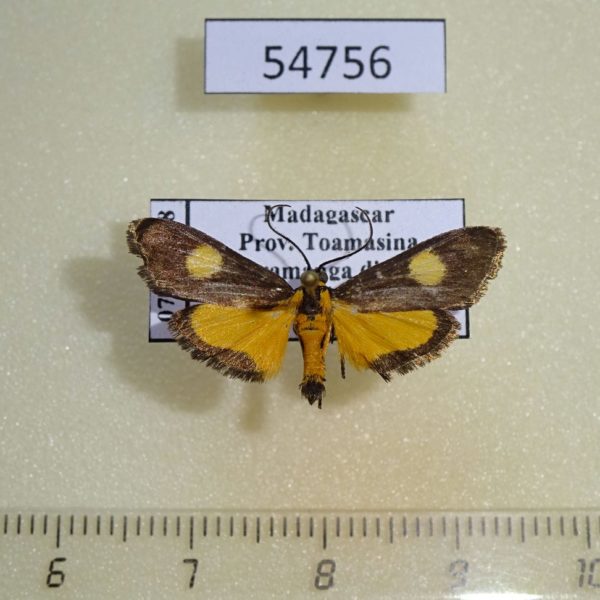 Crambidae Mabilleodes kenrickalis Madagascar