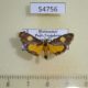 54756p-Crambidae-Mabilleodes-kenrickalis-Madagascar-4