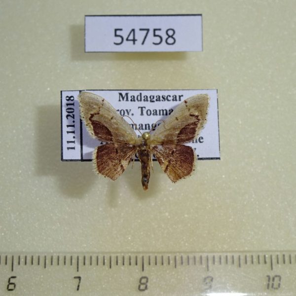 Geometridae sp. Madagscar