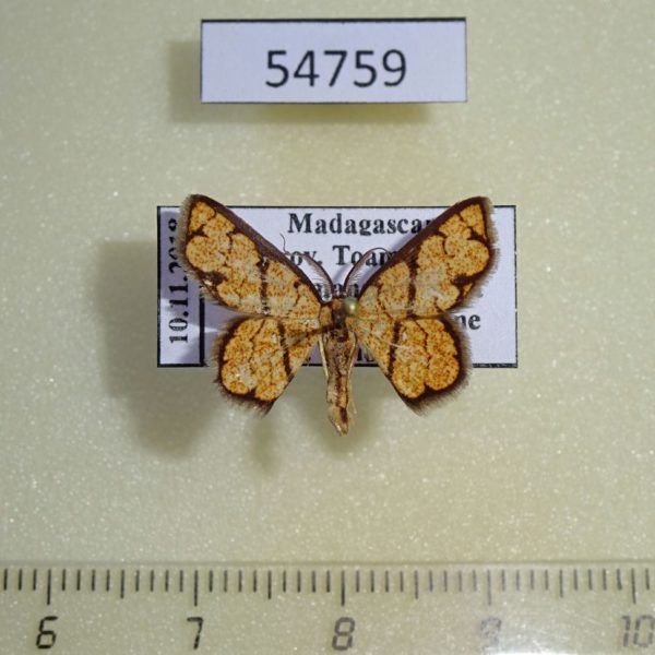 Geometridae Chrysocraspeda definita Madagascar