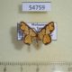 54759p-Geometridae-Chrysocraspeda-definita-Madagascar-10