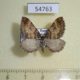 54763p-Geometridae-Earophila-badiata-Krasnoyarsk-reg.-5