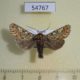 54767p-Noctuidae-Panolis-flammea-Krasnoyarsk-reg.-7
