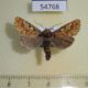 54768p-Noctuidae-Panolis-flammea-Krasnoyarsk-reg.-7