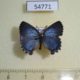 54771p-Lycaenidae-Ahlbergia-frivaldszkyi-f-Krasnoyarsk-reg.-7
