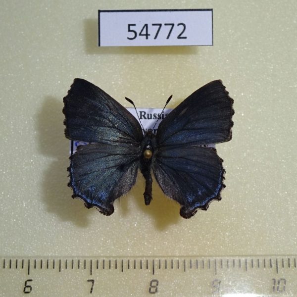 Lycaenidae Ahlbergia frivaldszkyi Krasnoyarsk reg.