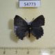 54773p-Lycaenidae-Ahlbergia-frivaldszkyi-Krasnoyarsk-reg.-5