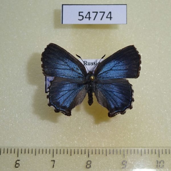 Lycaenidae Ahlbergia frivaldszkyi f Krasnoyarsk reg.