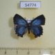54774p-Lycaenidae-Ahlbergia-frivaldszkyi-f-Krasnoyarsk-reg.-7