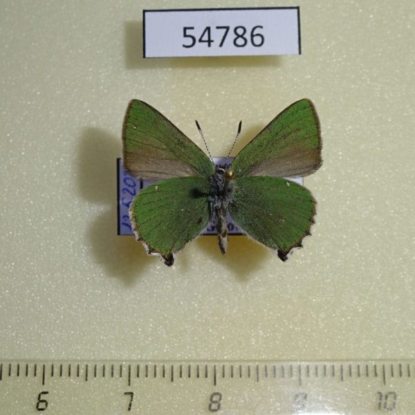 Lycaenidae Callophrys rubi Krasnoyarsk reg.