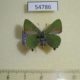 54786p-Lycaenidae-Callophrys-rubi-Krasnoyarsk-reg.-7