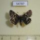 54787p-Hesperidae-Pyrgus-malvae-Krasnoyarsk-reg.-6