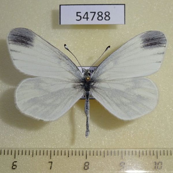 Pieridae Leptidea sinapis Krasnoyarsk reg.