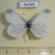 54789p-Pieridae-Leptidea-morsei-Krasnoyarsk-reg.-4
