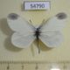 54790p-Pieridae-Leptidea-sinapis-Krasnoyarsk-reg.-4