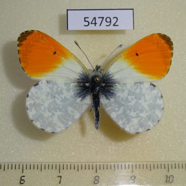 Pieridae Antocharis cardamines Krasnoyarsk reg.