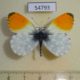 54793p-Pieridae-Antocharis-cardamines-Krasnoyarsk-reg.-5