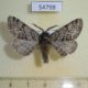 54798p-Geometridae-Lycia-hirtarius-Krasnoyarsk-reg.-4