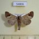 54806p-Notodontiidae-Clostera-albosigma-Krasnoyarsk-reg.-4
