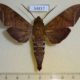 54817p-Sphingidae-Nephele-leighi-Madagascar-12