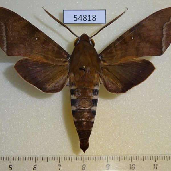 Sphingidae Nephele leighi Madagascar