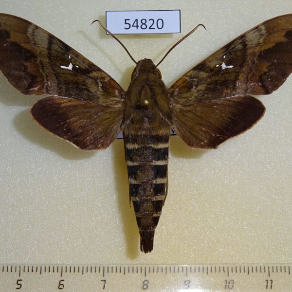 Sphingidae Nephele densoi Madagascar