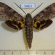 54823p-Sphingidae-Panogena-lingens-Madagascar-20