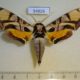54826p-Sphingidae-Batocnema-coquerelii-Madagascar-40
