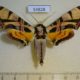 54828p-Sphingidae-Batocnema-coquerelii-Madagascar-30