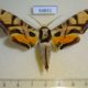 54831p-Sphingidae-Batocnema-coquerelii-Madagascar-40