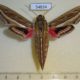 54834p-Sphingidae-Hippotion-celerio-f-Madagascar-12