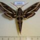 54835p-Sphingidae-Hippotion-geryon-Madagascar-12